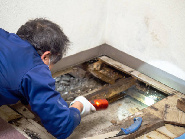 Best Residential Mold Removal  in Lumberton, NC