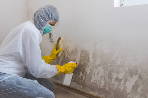 Best Certified Mold Removal  in Lumberton, NC