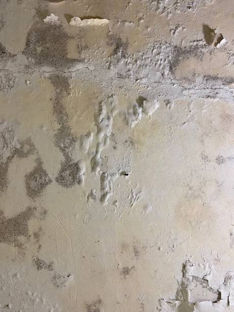 Best Mold Remediation  in Lumberton, NC