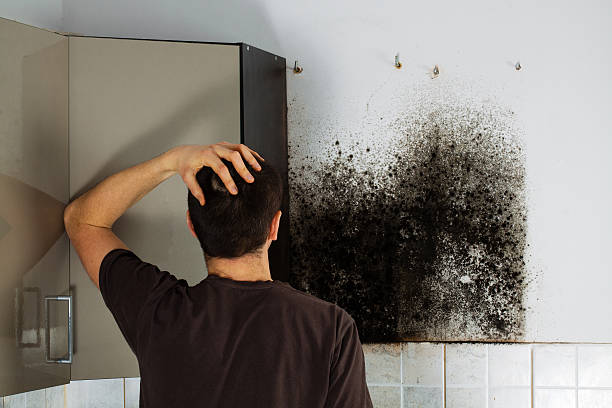 Best Commercial Mold Removal  in Lumberton, NC